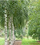 Sandbirke - Betula pendula - Formgehölze