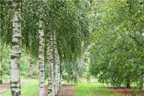 Sandbirke - Betula pendula - Formgehölze