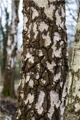Sandbirke - Betula pendula - Formgehölze