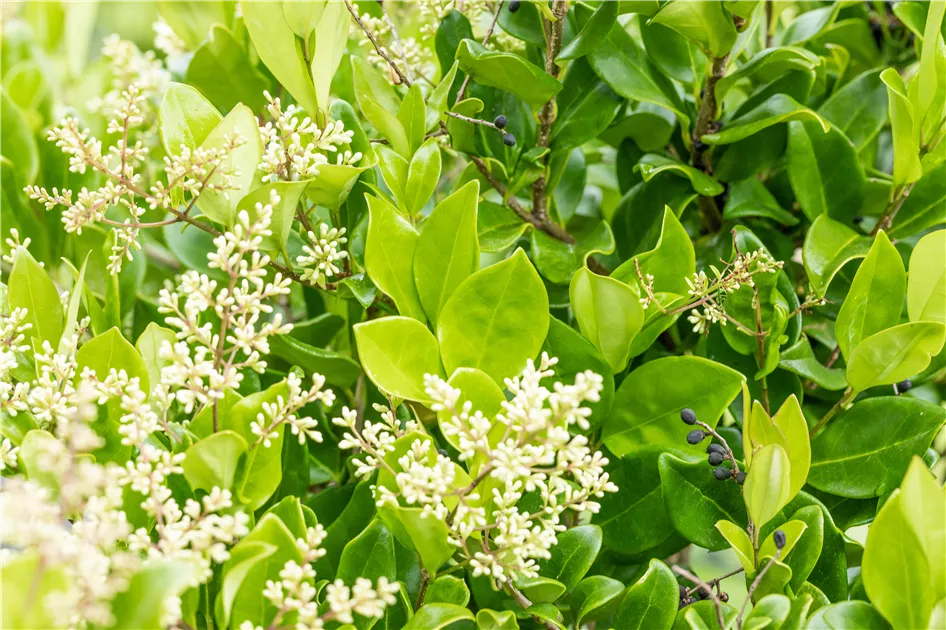 Ligustrum japonicum 'Texanum', Liguster - Semper Verde Pflanzenzentrum  Ullmer GbR