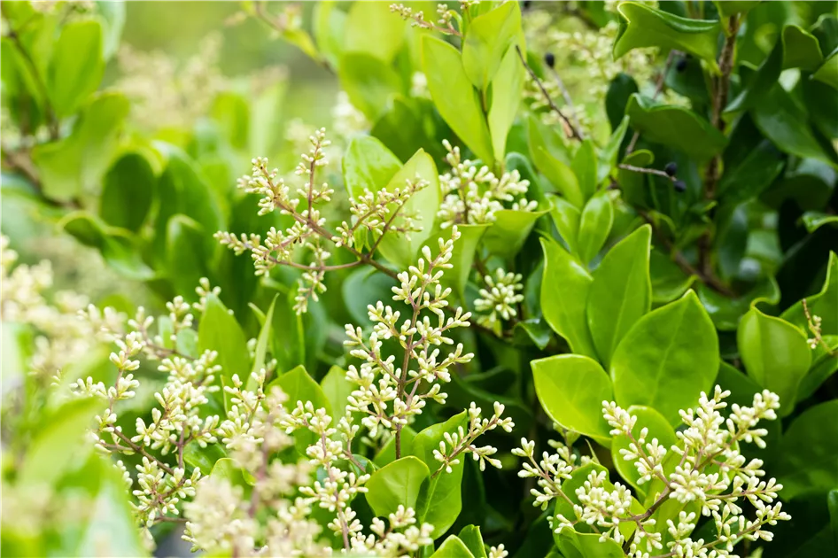Ligustrum japonicum 'Texanum', Liguster - Semper Verde Pflanzenzentrum  Ullmer GbR