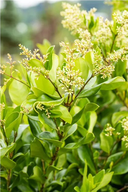 Ligustrum japonicum 'Texanum', Liguster - Semper Verde Pflanzenzentrum  Ullmer GbR