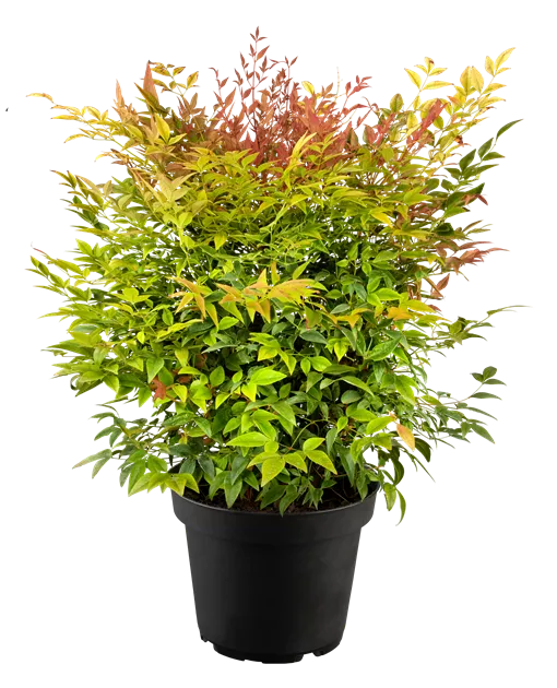Nandina domestica 'Gulf Stream', Heiliger Bambus - Semper Verde  Pflanzenzentrum Ullmer GbR