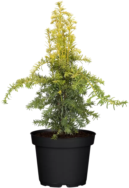 water snake plants Snake Plant Laurentii | Low Light Indoor Plant