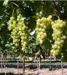 Tafeltraube 'Lilla' - Vitis 'Lilla'