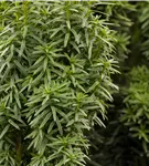 Eibe 'David' - Taxus baccata 'David'