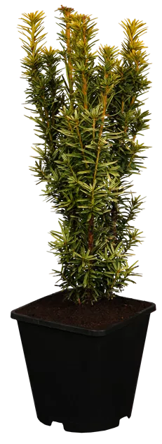 glanzmispel spalier sichtschutz Glanzmispel als Spalierbaum kaufen | Photinia fraseri 'Red Robin' main image 0