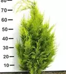Gartenzypresse 'Ivonne' - Chamaecyparis laws.'Ivonne'