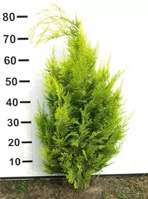 Gartenzypresse 'Ivonne' - Chamaecyparis laws.'Ivonne'