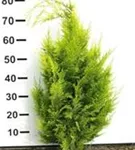 Gartenzypresse 'Ivonne' - Chamaecyparis laws.'Ivonne'