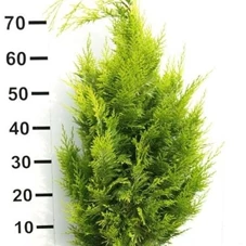 Chamaecyparis laws.'Ivonne', mB 60- 80