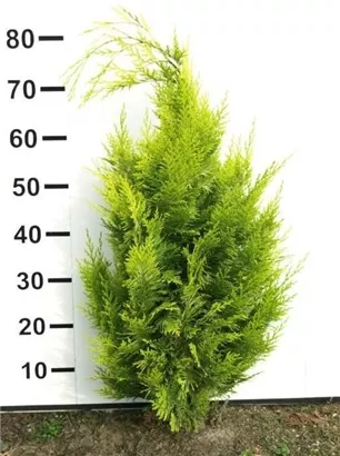 Gartenzypresse 'Ivonne' - Chamaecyparis laws.'Ivonne'