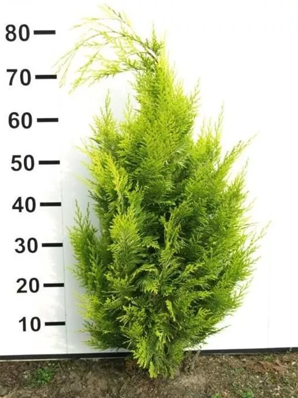 Gartenzypresse 'Ivonne' - Chamaecyparis laws.'Ivonne'