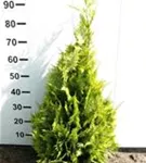 Gartenzypresse 'Ivonne' - Chamaecyparis laws.'Ivonne'