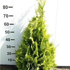 Chamaecyparis laws.'Ivonne', mB 80- 100