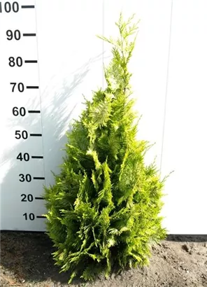 Gartenzypresse 'Ivonne' - Chamaecyparis laws.'Ivonne'