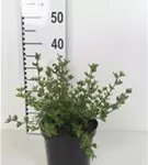 Fingerstrauch 'Abbotswood' - Potentilla 'Abbotswood' - Stauden A-Z