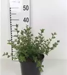 Fingerstrauch 'Abbotswood' - Potentilla 'Abbotswood' - Stauden A-Z