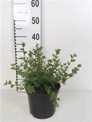 Fingerstrauch 'Abbotswood' - Potentilla 'Abbotswood' - Stauden A-Z