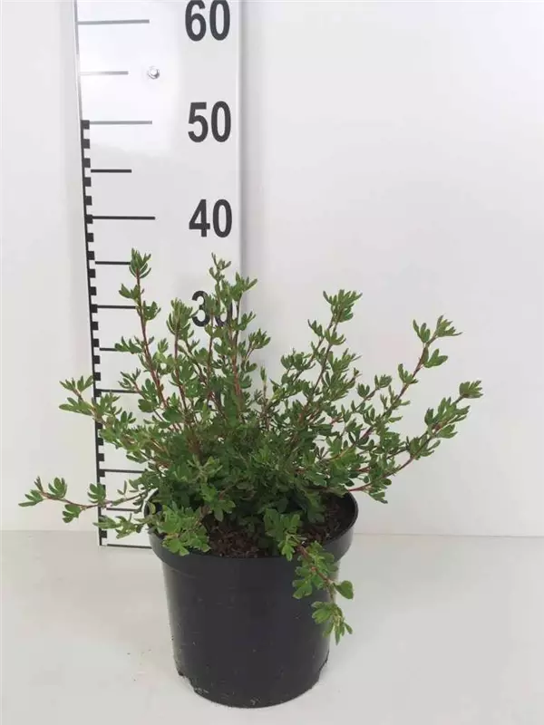 Fingerstrauch 'Abbotswood' - Potentilla 'Abbotswood' - Stauden A-Z