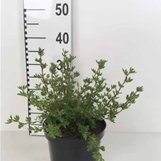 Potentilla 'Abbotswood' - Stauden A-Z, C 3 30- 40