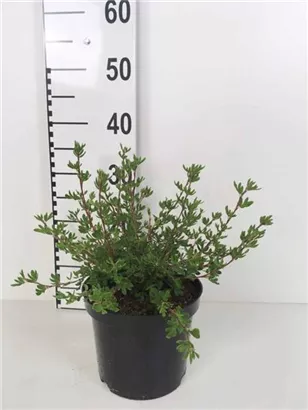 Fingerstrauch 'Abbotswood' - Potentilla 'Abbotswood' - Stauden A-Z