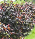 Haselnuß - Corylus avellana 'Red Majestic'