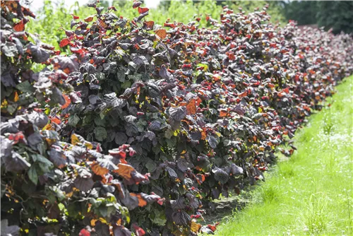 Haselnuß - Corylus avellana 'Red Majestic'