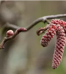 Haselnuß - Corylus avellana 'Red Majestic'