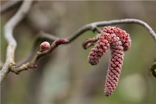 Haselnuß - Corylus avellana 'Red Majestic'