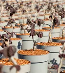 Haselnuß - Corylus avellana 'Red Majestic'