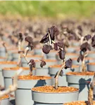 Haselnuß - Corylus avellana 'Red Majestic'