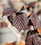 Haselnuß - Corylus avellana 'Red Majestic'