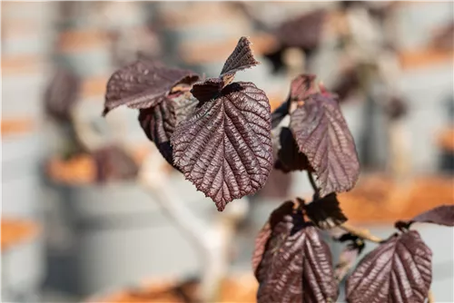 Haselnuß - Corylus avellana 'Red Majestic'