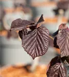 Haselnuß - Corylus avellana 'Red Majestic'