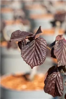 Haselnuß - Corylus avellana 'Red Majestic'