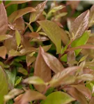 Traubenmyrte 'Zeblid' -R- - Leucothoe 'Zeblid'