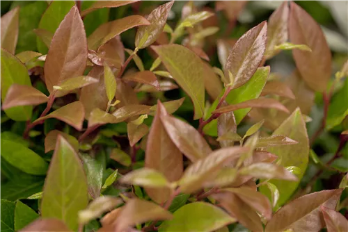 Traubenmyrte 'Zeblid' -R- - Leucothoe 'Zeblid'