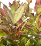 Traubenmyrte 'Zeblid' -R- - Leucothoe 'Zeblid'