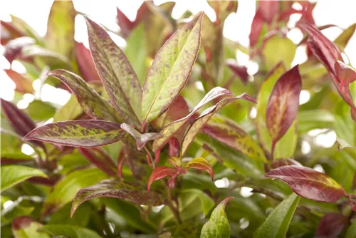Traubenmyrte 'Zeblid' -R- - Leucothoe 'Zeblid'