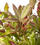 Traubenmyrte 'Zeblid' -R- - Leucothoe 'Zeblid'