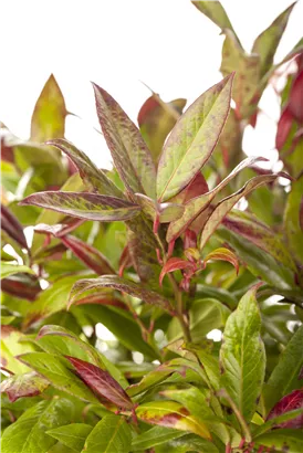 Traubenmyrte 'Zeblid' -R- - Leucothoe 'Zeblid'