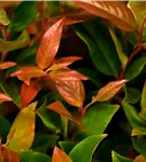 Traubenmyrte 'Zeblid' -R- - Leucothoe 'Zeblid'