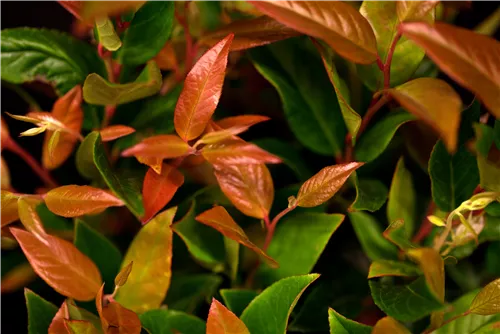 Traubenmyrte 'Zeblid' -R- - Leucothoe 'Zeblid'