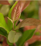 Traubenmyrte 'Zeblid' -R- - Leucothoe 'Zeblid'