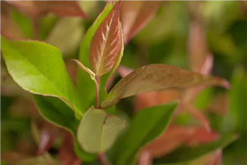 Traubenmyrte 'Zeblid' -R- - Leucothoe 'Zeblid'