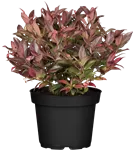 Traubenmyrte 'Zeblid' -R- - Leucothoe 'Zeblid'