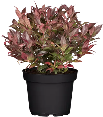 Traubenmyrte 'Zeblid' -R- - Leucothoe 'Zeblid'