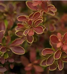 Berberitze - Berberis thunbergii 'Admiration' -S-