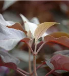 Samthortensie - Hydrangea aspera 'Hot Chocolate'